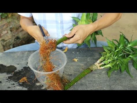 龍爪竹風水|【龍竹 風水】植物風水 